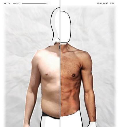 Torso Comparison