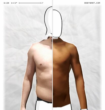 Torso Comparison