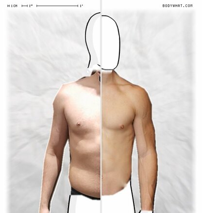 Torso Comparison