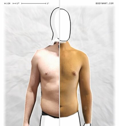 Torso Comparison