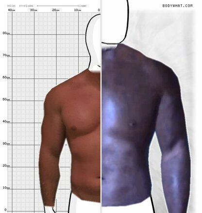 Torso Comparison