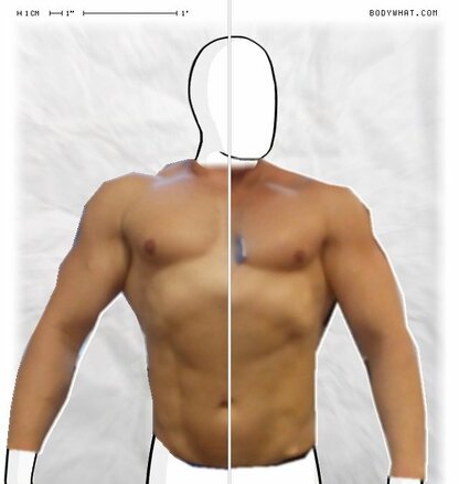 Torso Comparison