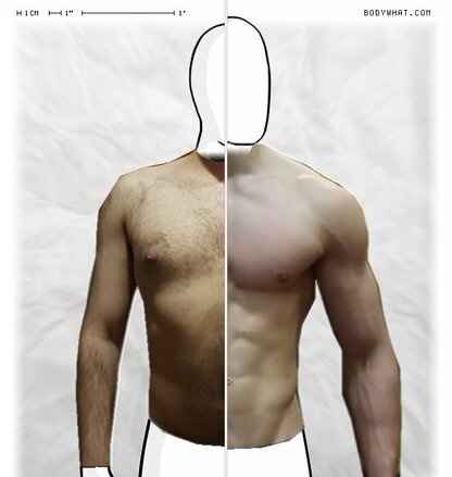 Torso Comparison