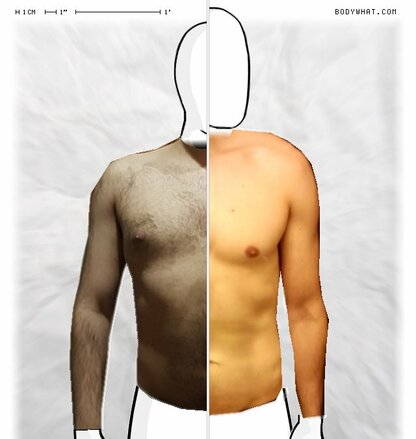 Torso Comparison