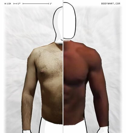 Torso Comparison