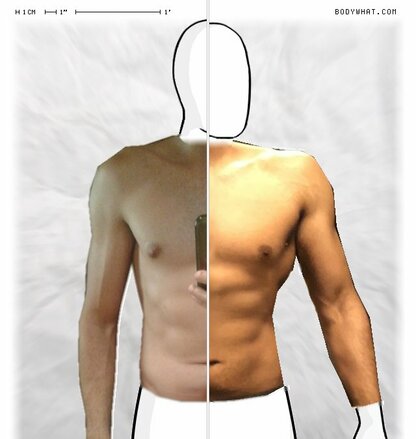 Torso Comparison