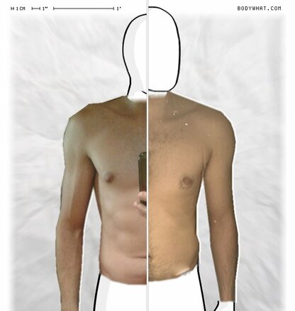 Torso Comparison