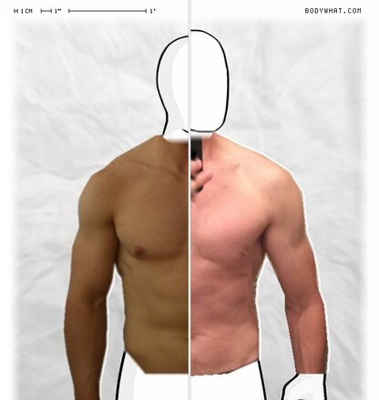 Torso Comparison