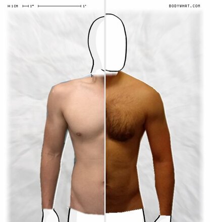 Torso Comparison