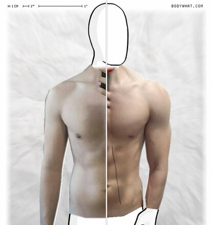 Torso Comparison