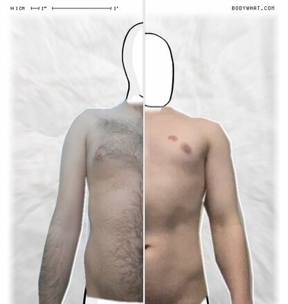 Torso Comparison