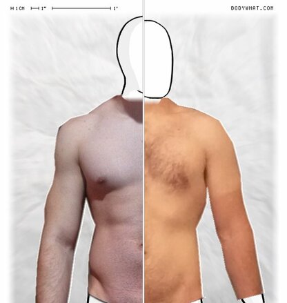 Torso Comparison