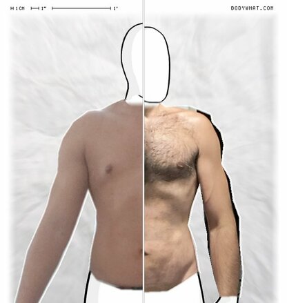 Torso Comparison