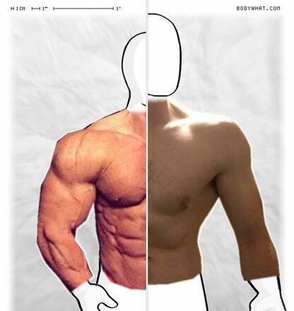 Torso Comparison