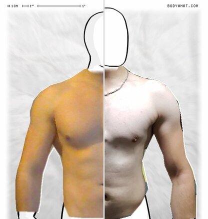 Torso Comparison