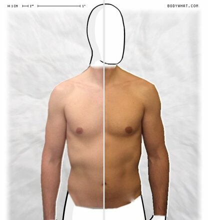 Torso Comparison