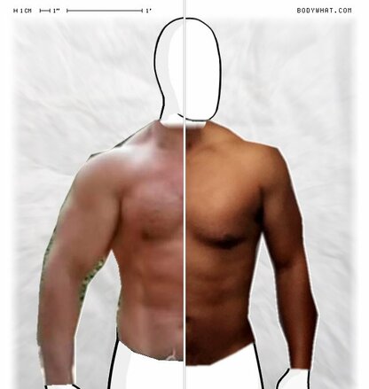 Torso Comparison