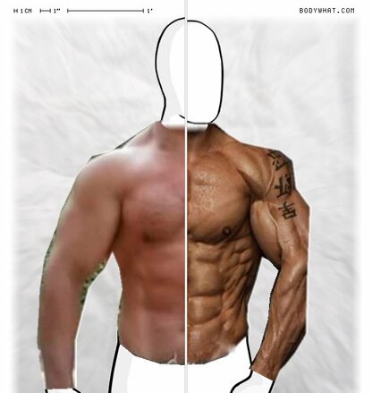 Torso Comparison