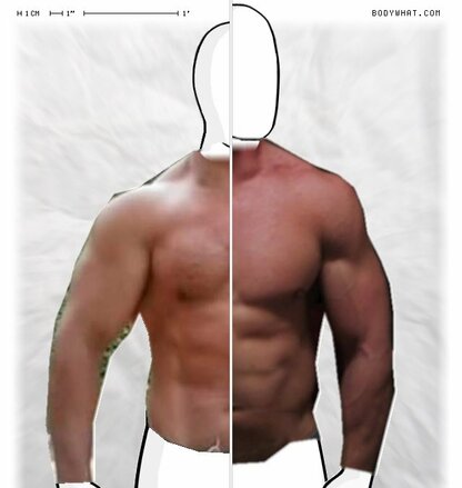 Torso Comparison