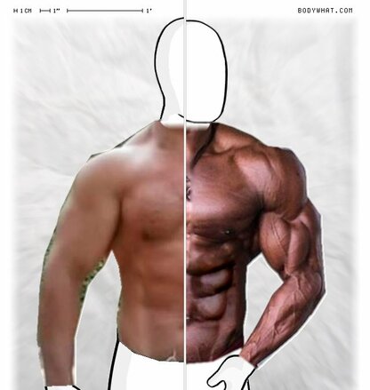 Torso Comparison