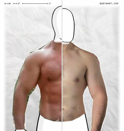 Torso Comparison