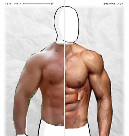 Torso Comparison