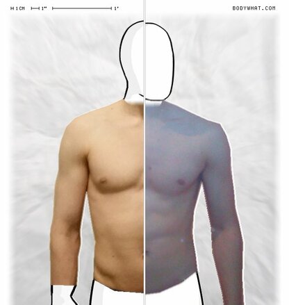 Torso Comparison