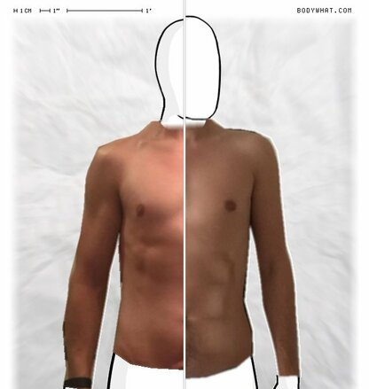 Torso Comparison