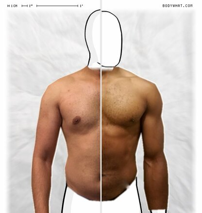 Torso Comparison