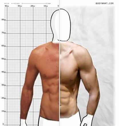 Torso Comparison