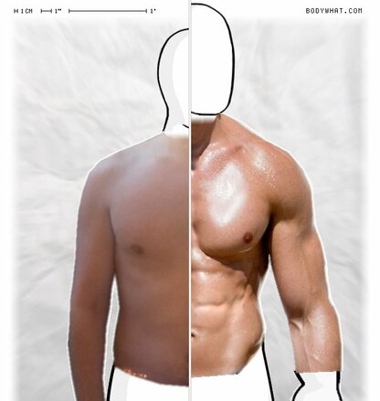 Torso Comparison