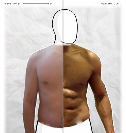 Torso Comparison