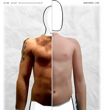 Torso Comparison