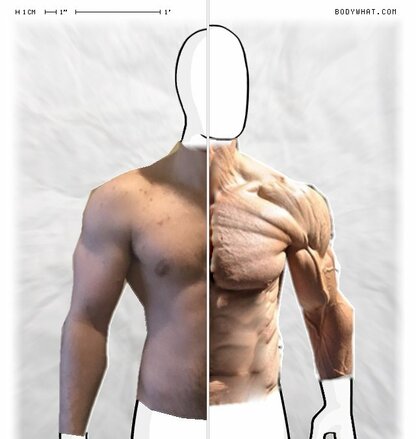 Torso Comparison