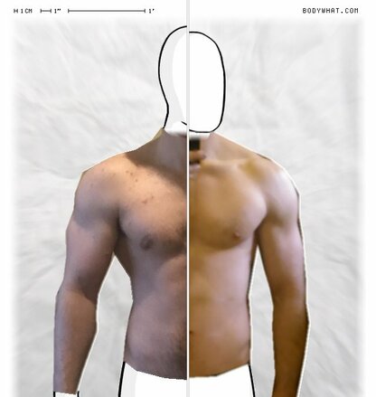 Torso Comparison