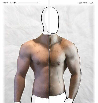 Torso Comparison