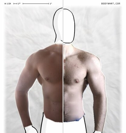 Torso Comparison