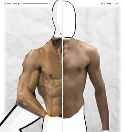 Torso Comparison