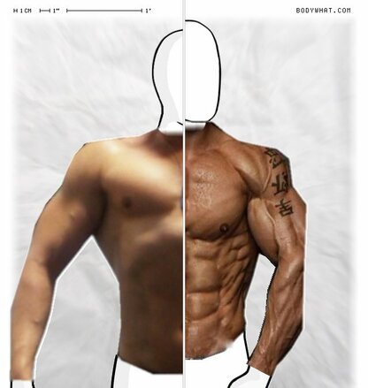 Torso Comparison