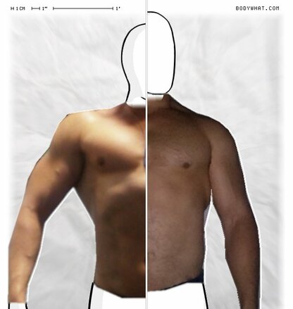 Torso Comparison