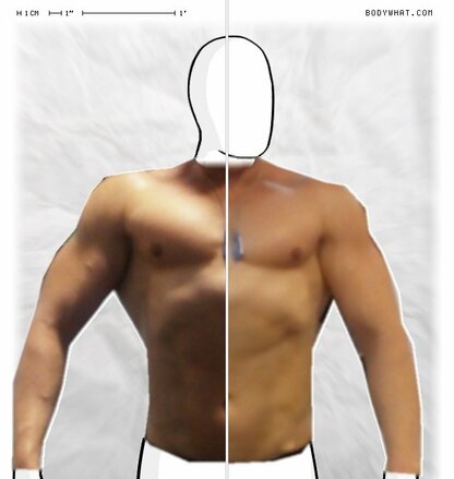 Torso Comparison