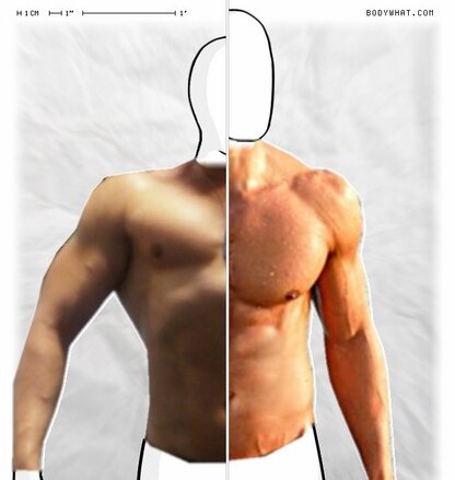 Torso Comparison