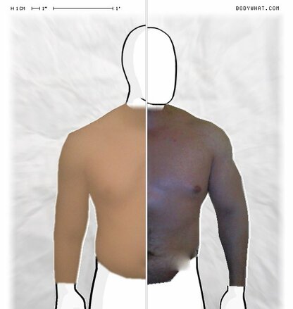 Torso Comparison