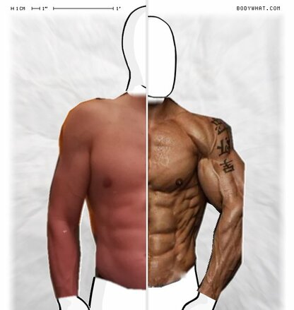 Torso Comparison