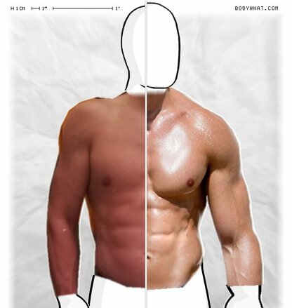 Torso Comparison