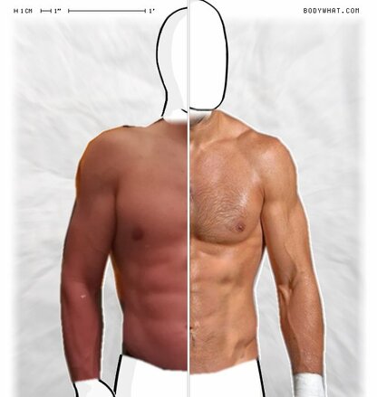 Torso Comparison