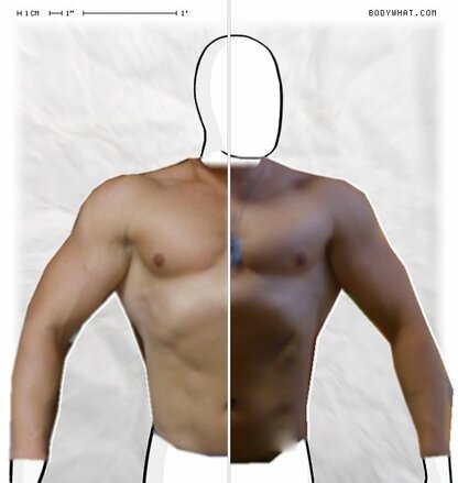 Torso Comparison