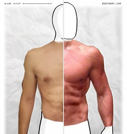 Torso Comparison