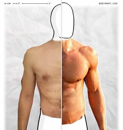 Torso Comparison