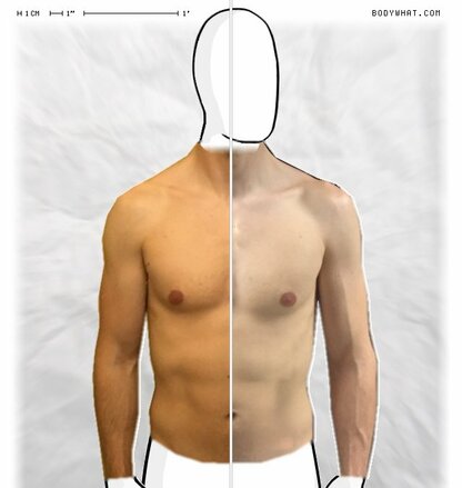 Torso Comparison